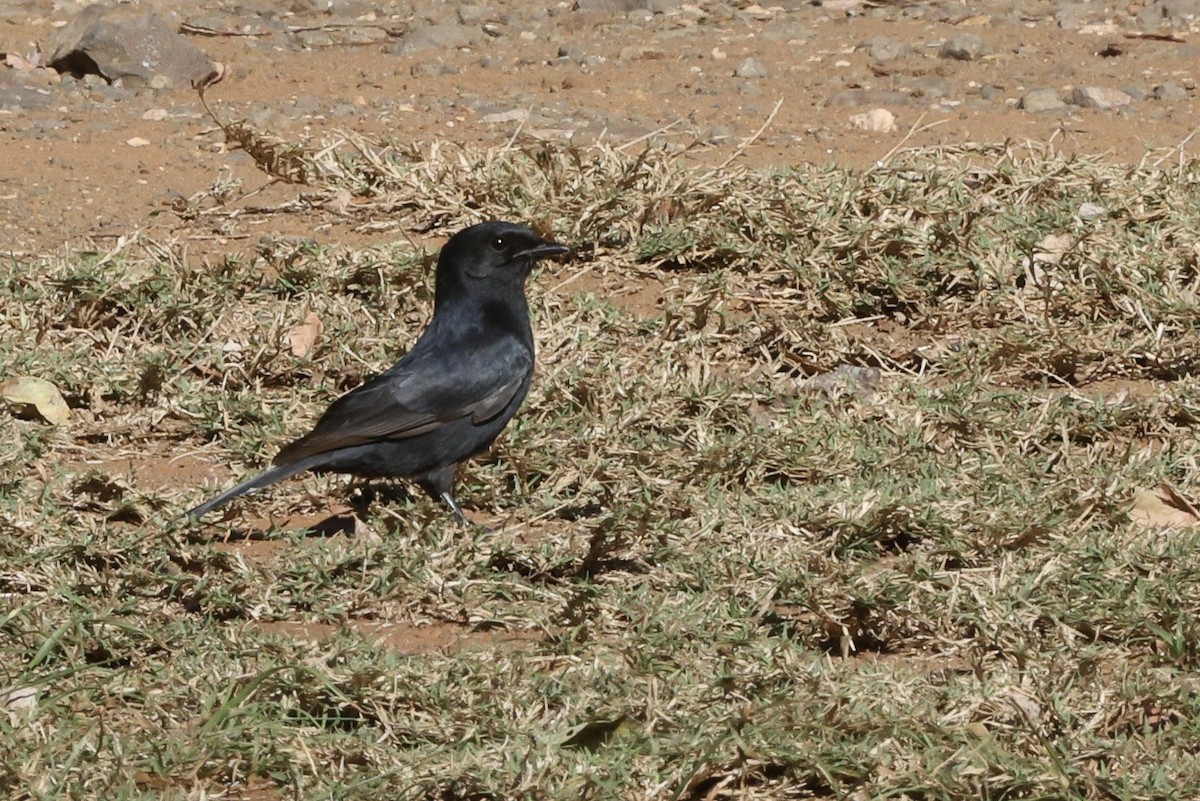 Southern Black-Flycatcher - ML642701899