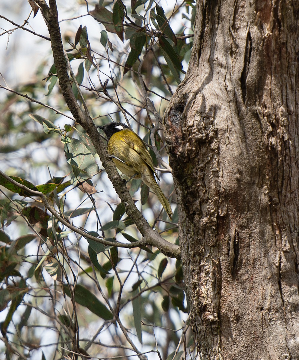 White-eared Honeyeater - ML642701900