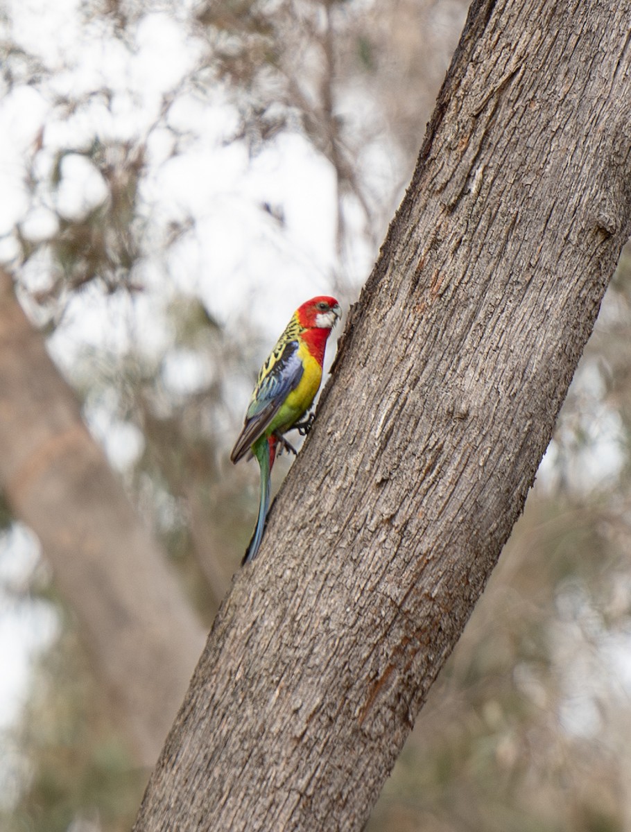 Eastern Rosella - ML642701902