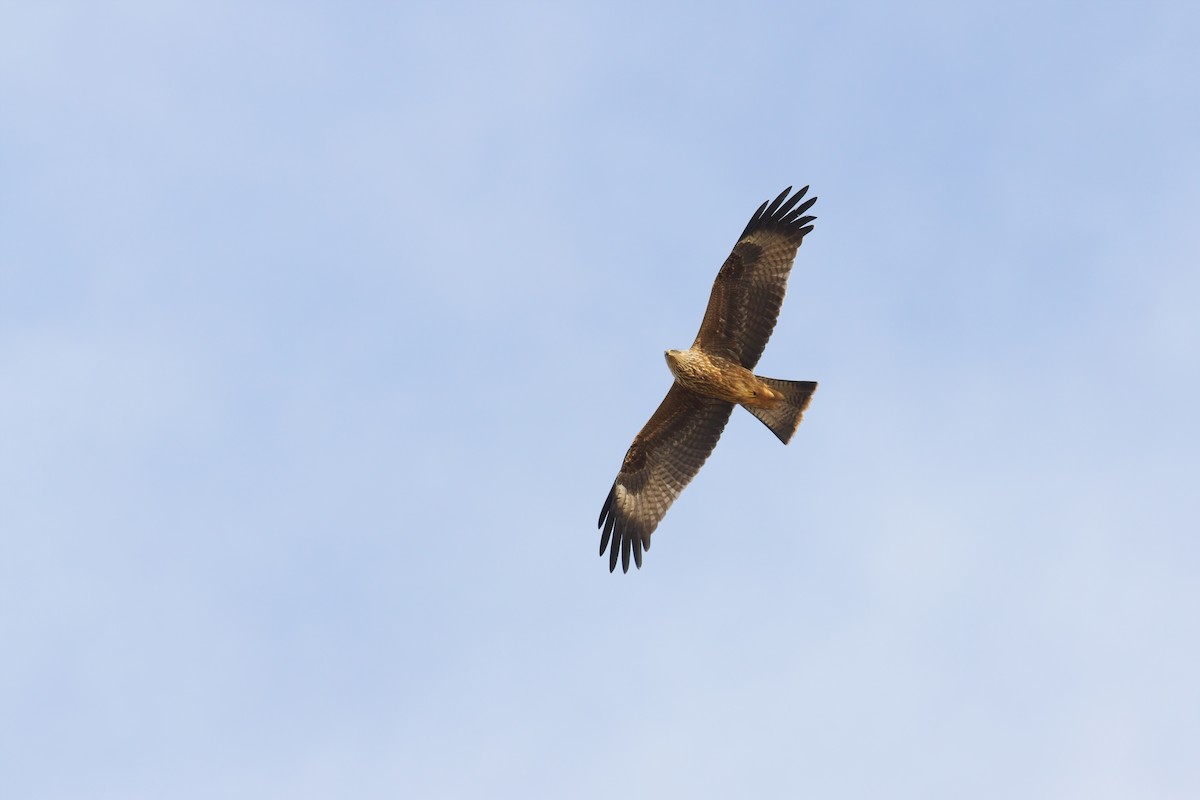 Black Kite - ML642701904