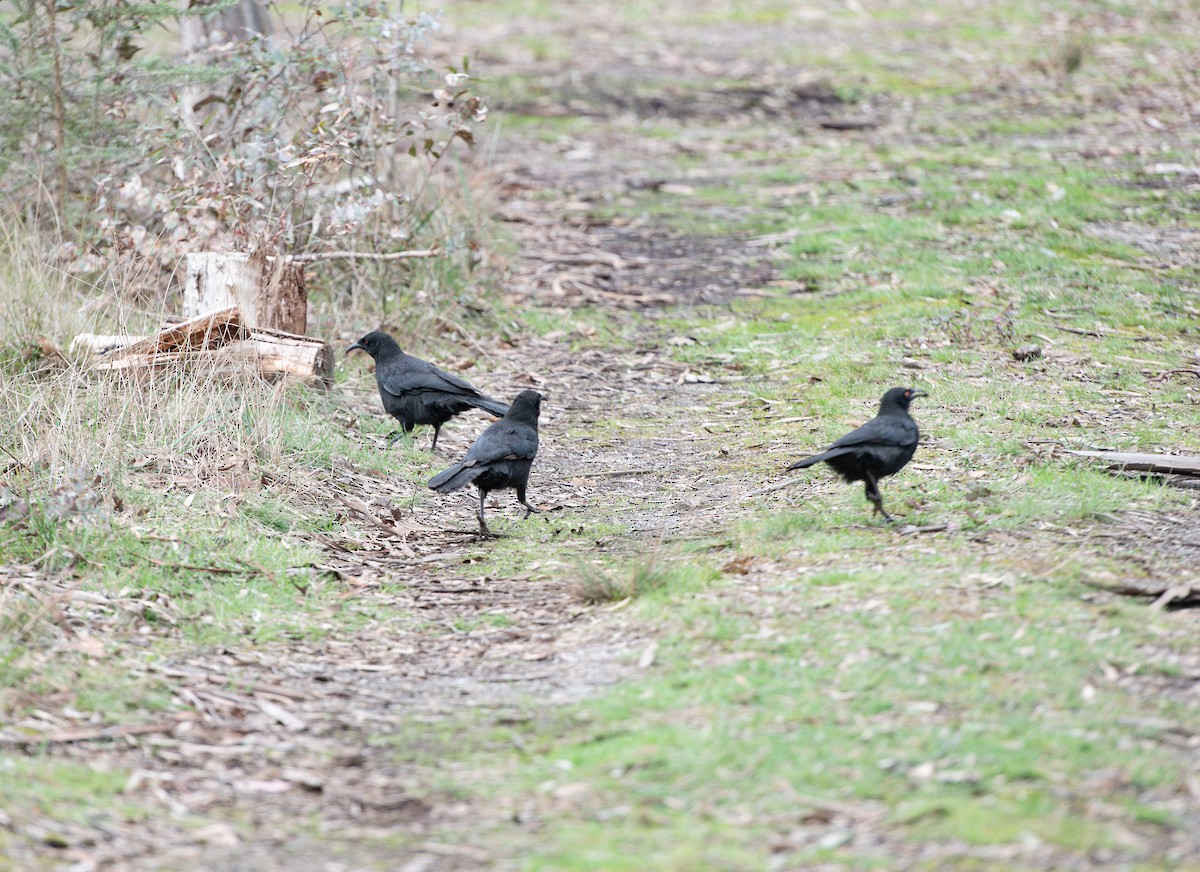 White-winged Chough - ML642701907