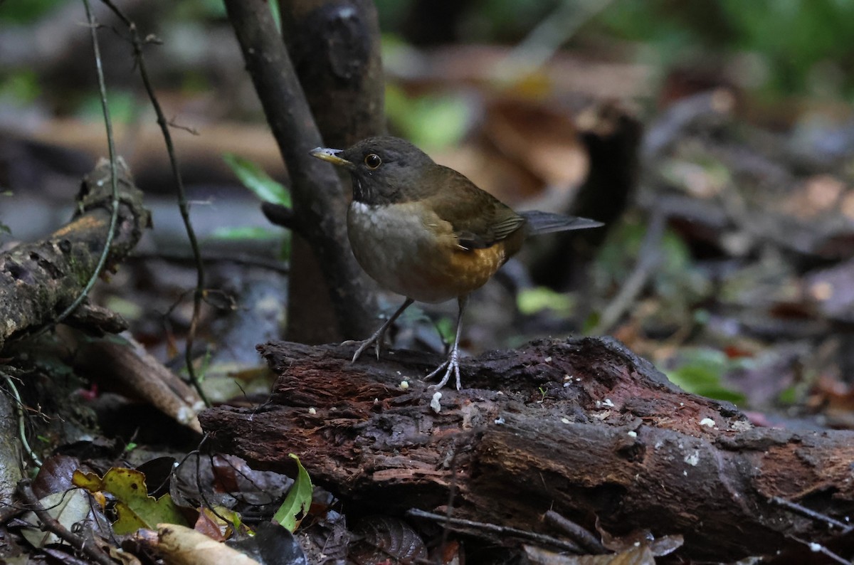 White-necked Thrush - ML642701909