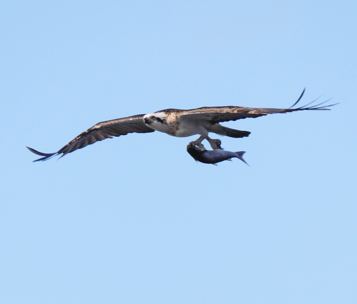 Osprey (Australasian) - ML64270191