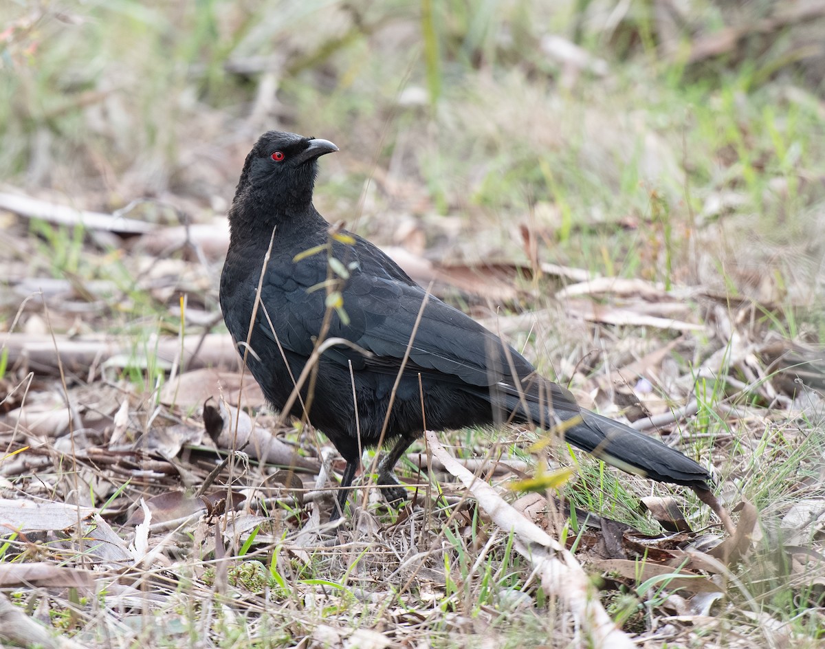 White-winged Chough - ML642701910