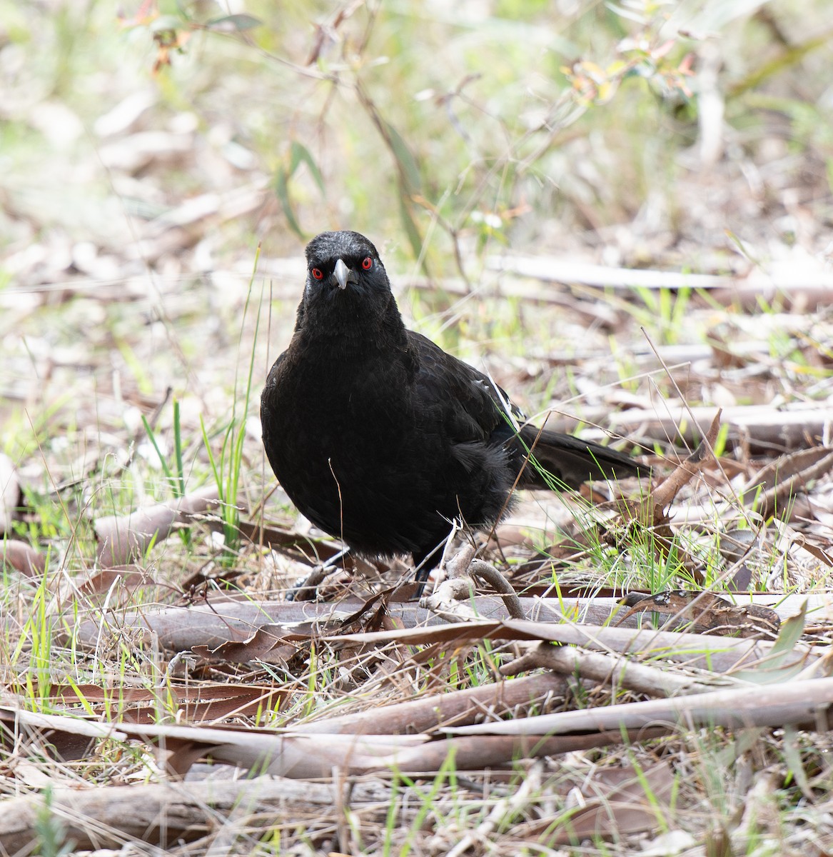 White-winged Chough - ML642701911