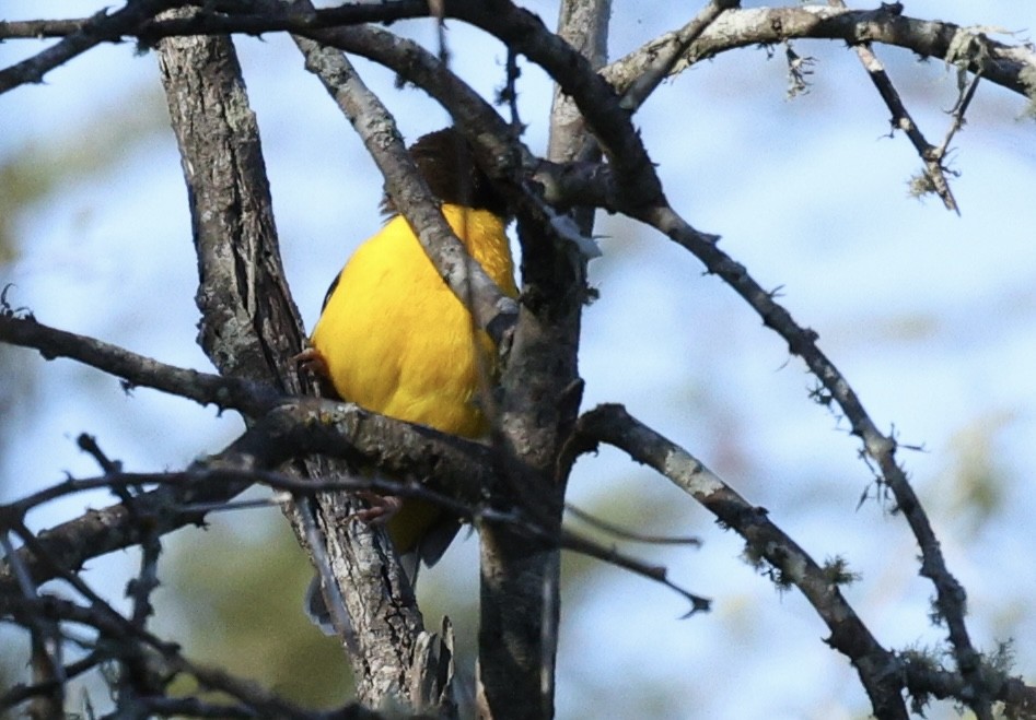 Dark-backed Weaver - ML642701912