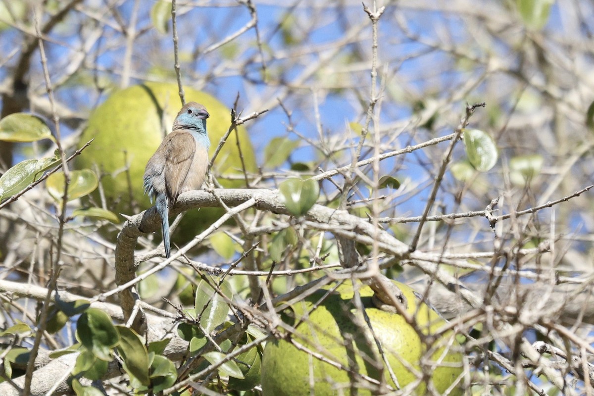 Southern Cordonbleu - ML642701916