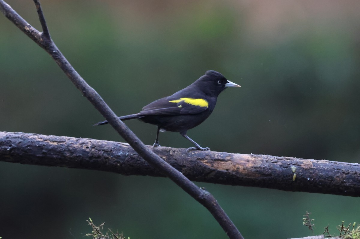 Golden-winged Cacique - ML642701917