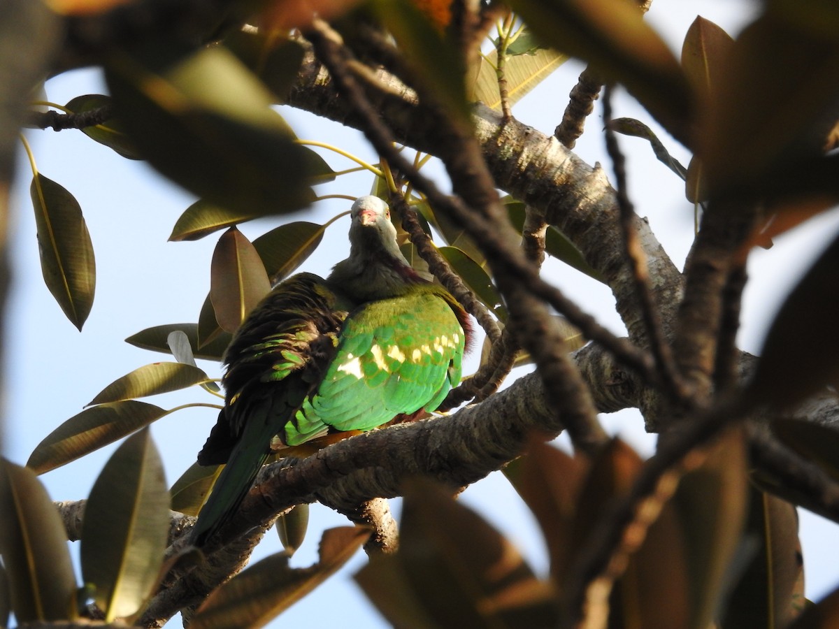 Wompoo Fruit-Dove - ML642701921