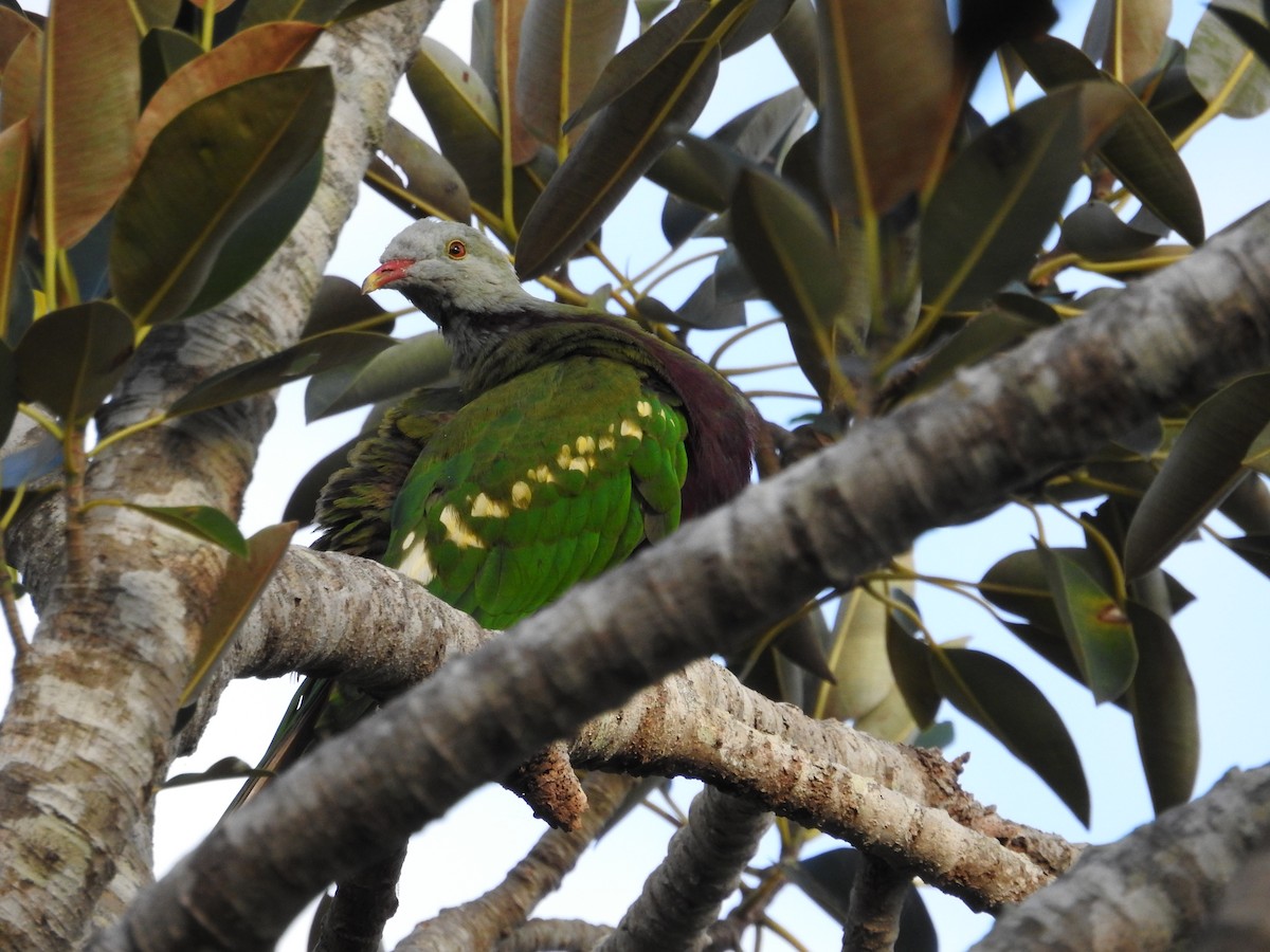 Wompoo Fruit-Dove - ML642701926