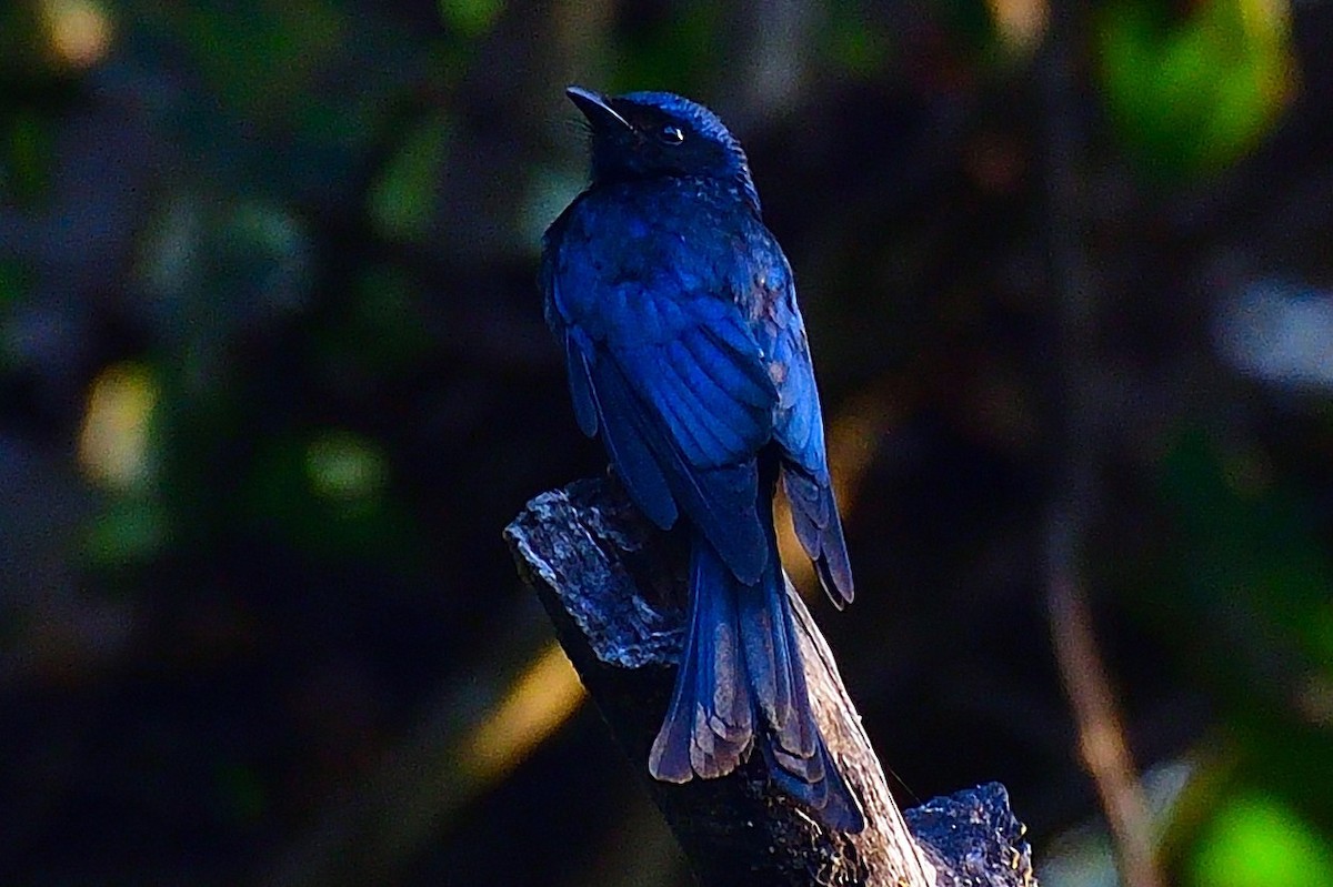 Drongo bronzé - ML642701934