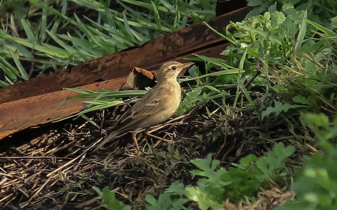 Pipit rousset - ML642701936