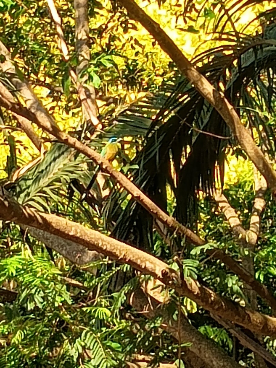 Amazonian Motmot - ML642701937