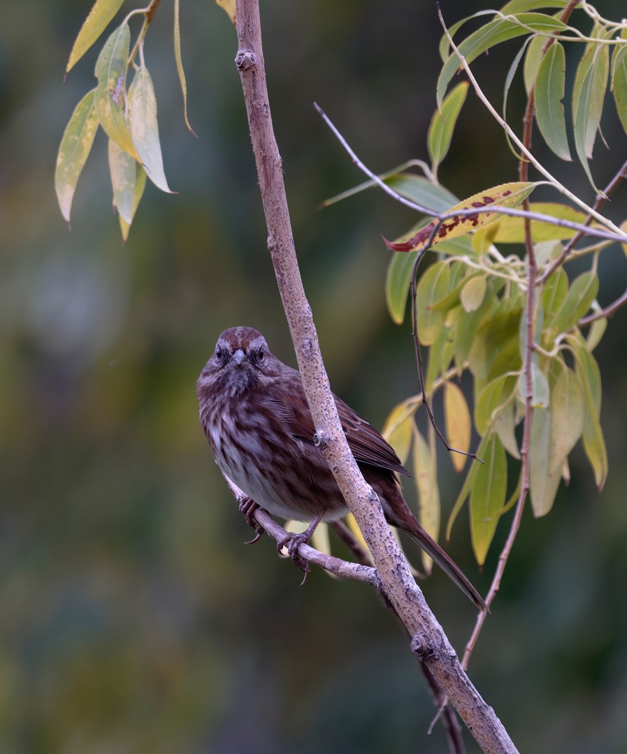 Song Sparrow - ML642701942
