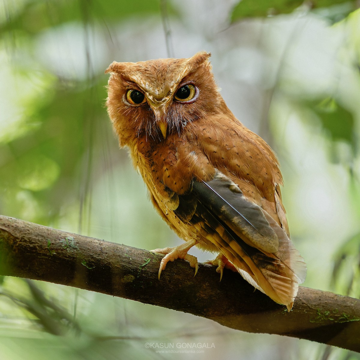 Serendib Scops-Owl - ML642701945