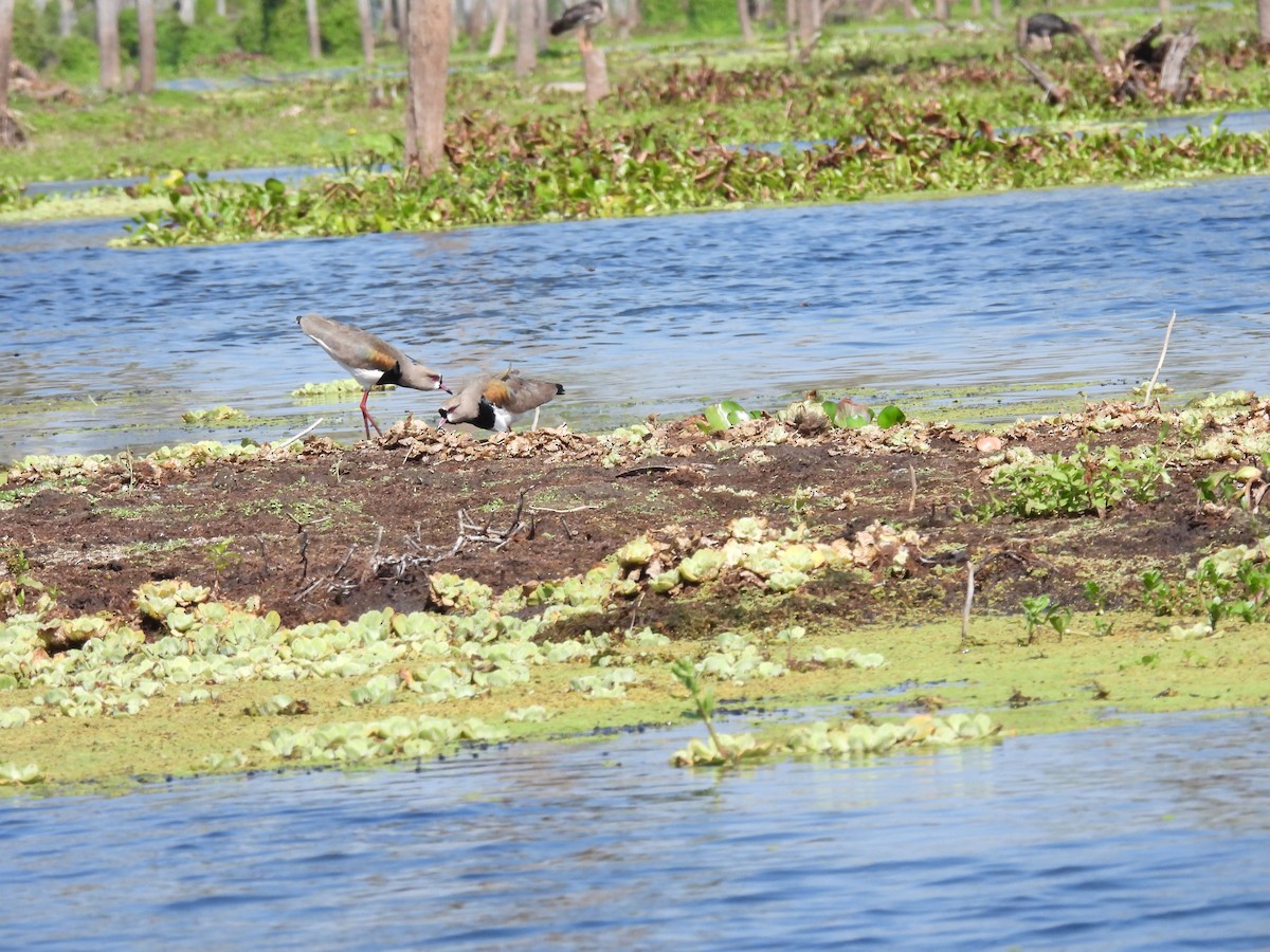 Southern Lapwing - ML642701948