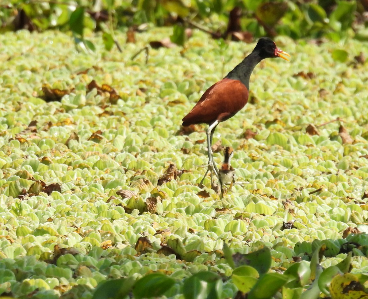 Wattled Jacana - ML642701950