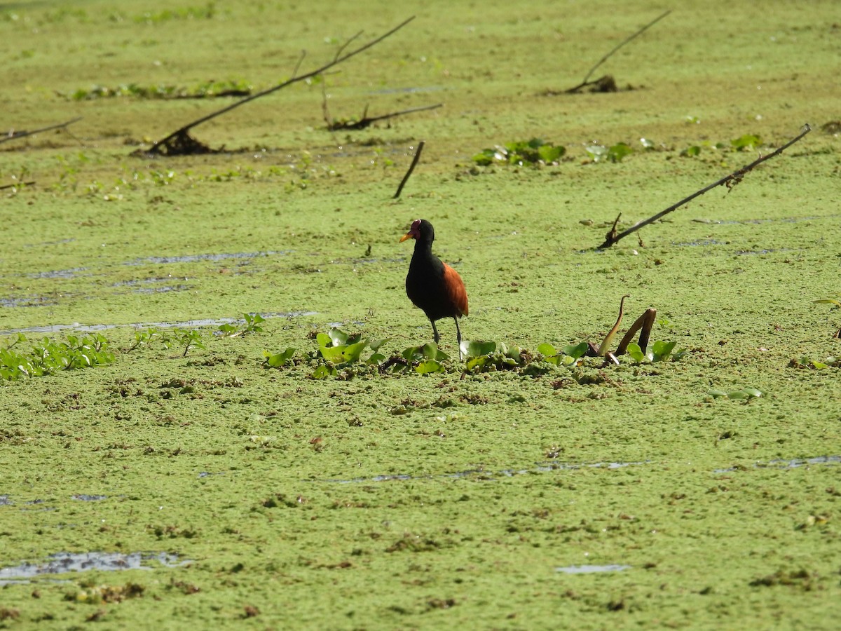 Wattled Jacana - ML642701951