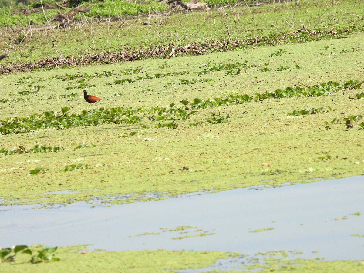 Wattled Jacana - ML642701952