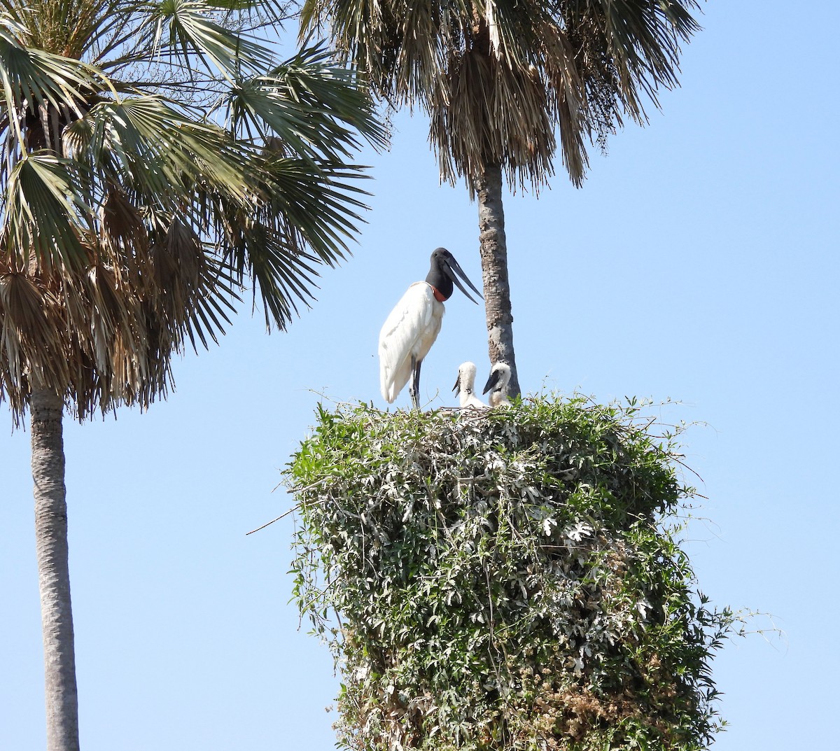 Jabiru - ML642701954