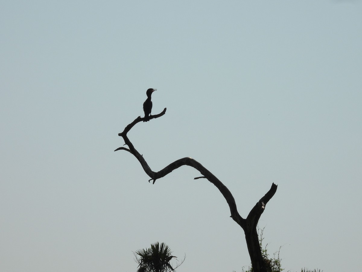 Neotropic Cormorant - ML642701959