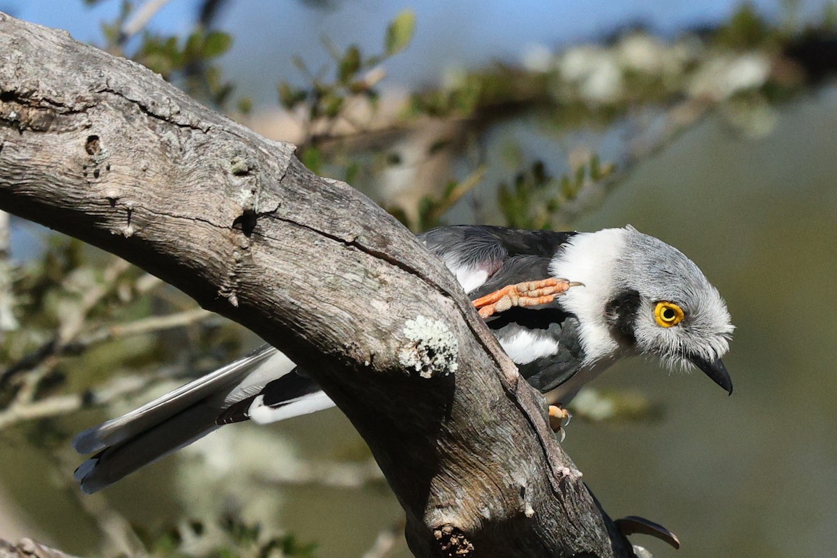 White-crested Helmetshrike - ML642701970
