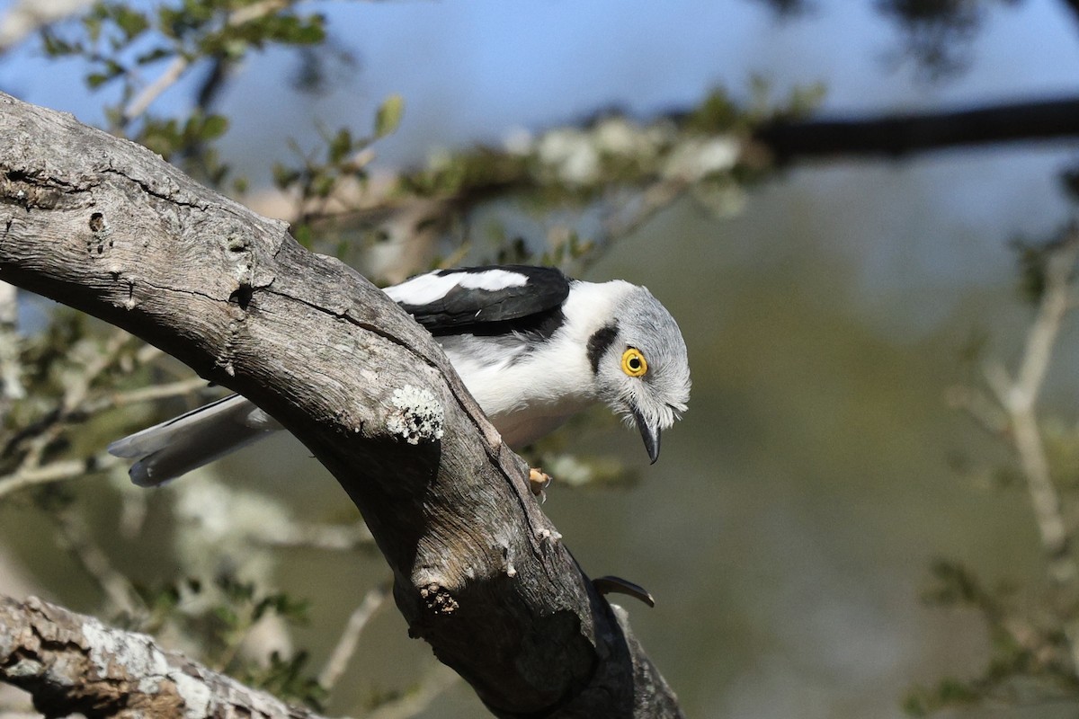 White-crested Helmetshrike - ML642701971