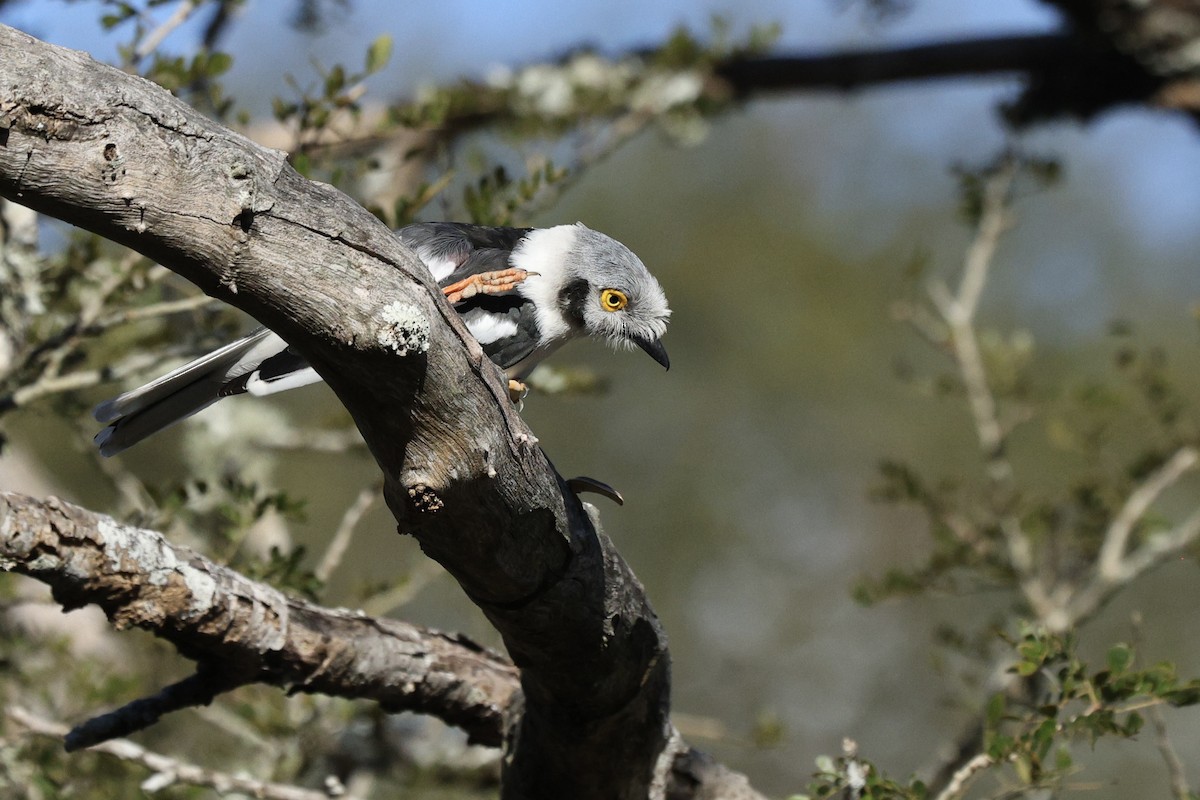 White-crested Helmetshrike - ML642701972