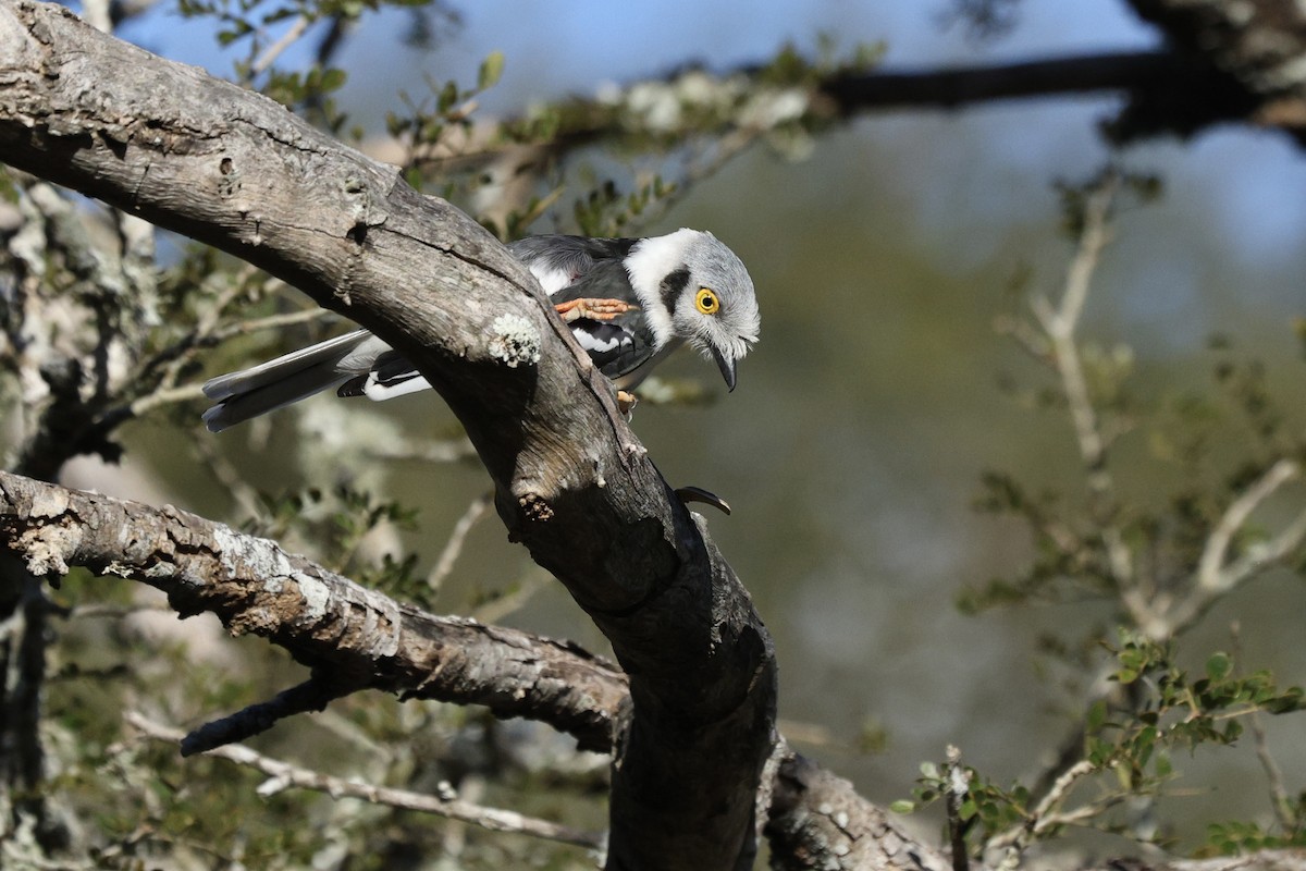 White-crested Helmetshrike - ML642701973
