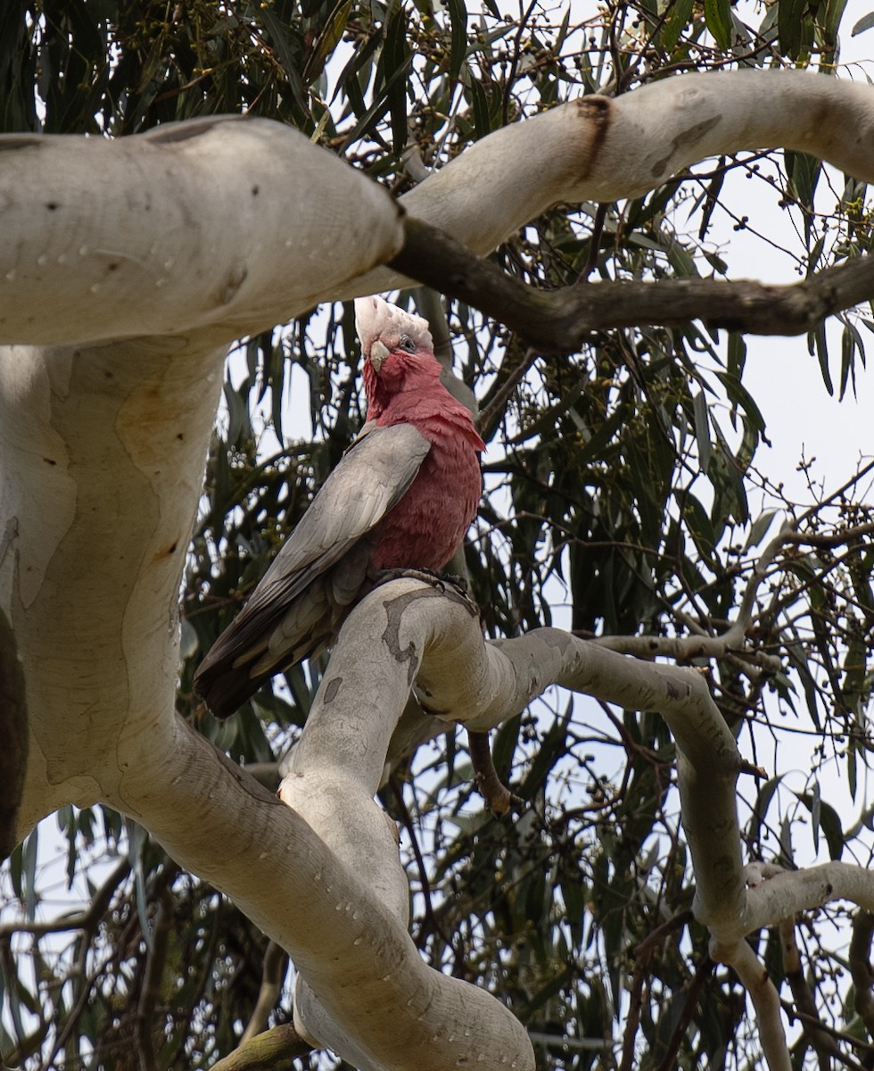 Galah - ML642701974
