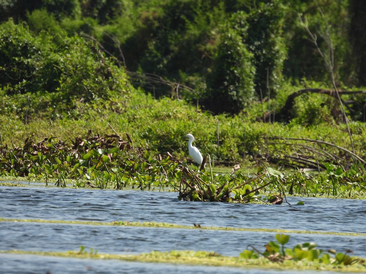 Snowy Egret - ML642701975