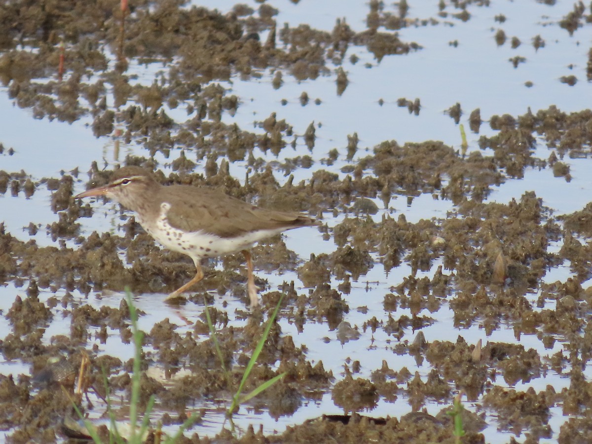 Spotted Sandpiper - ML642701980