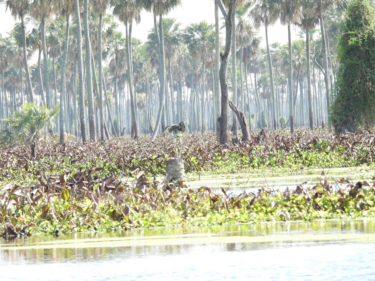 Cocoi Heron - ML642701984