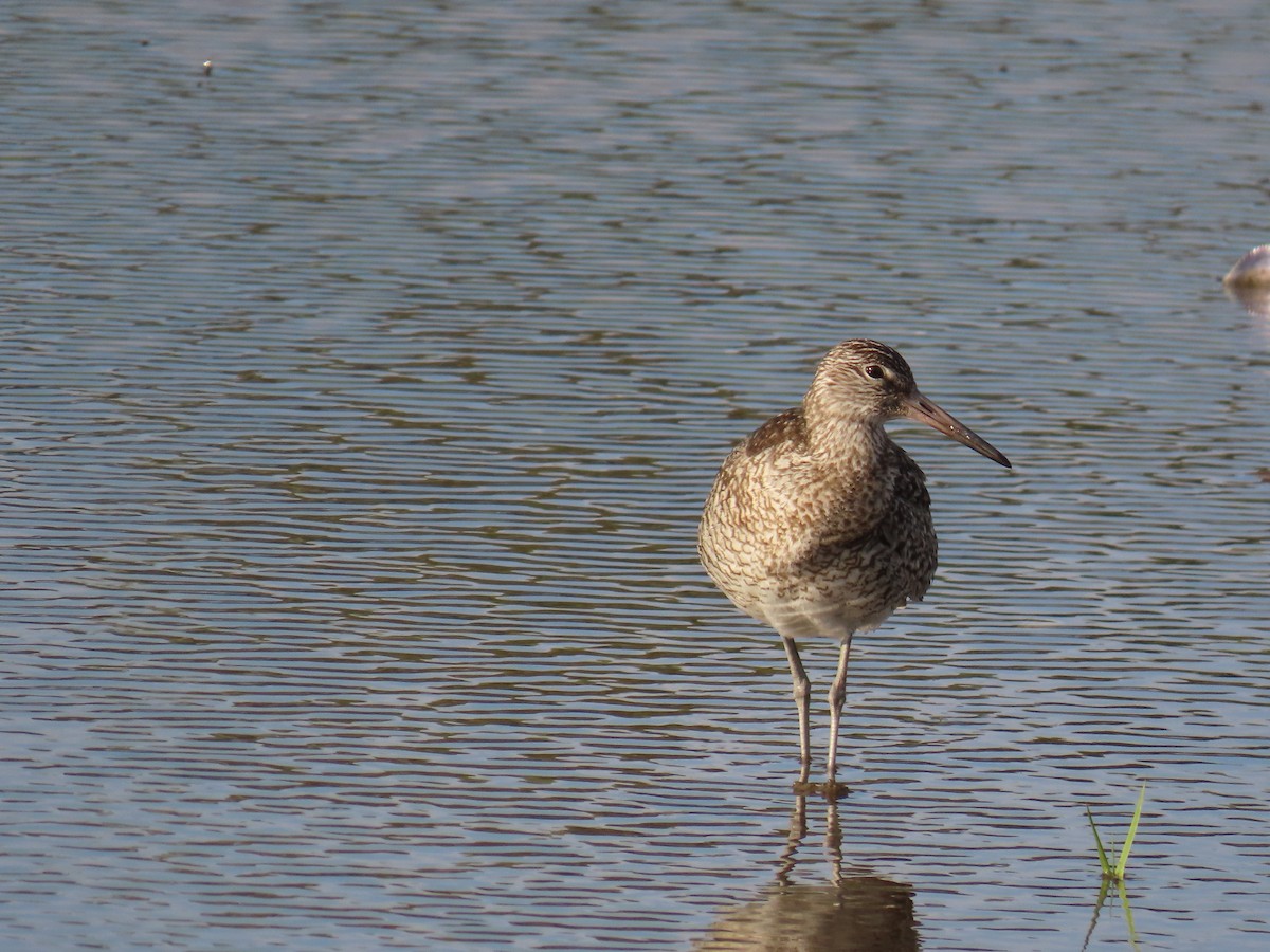 Willet - ML642701985