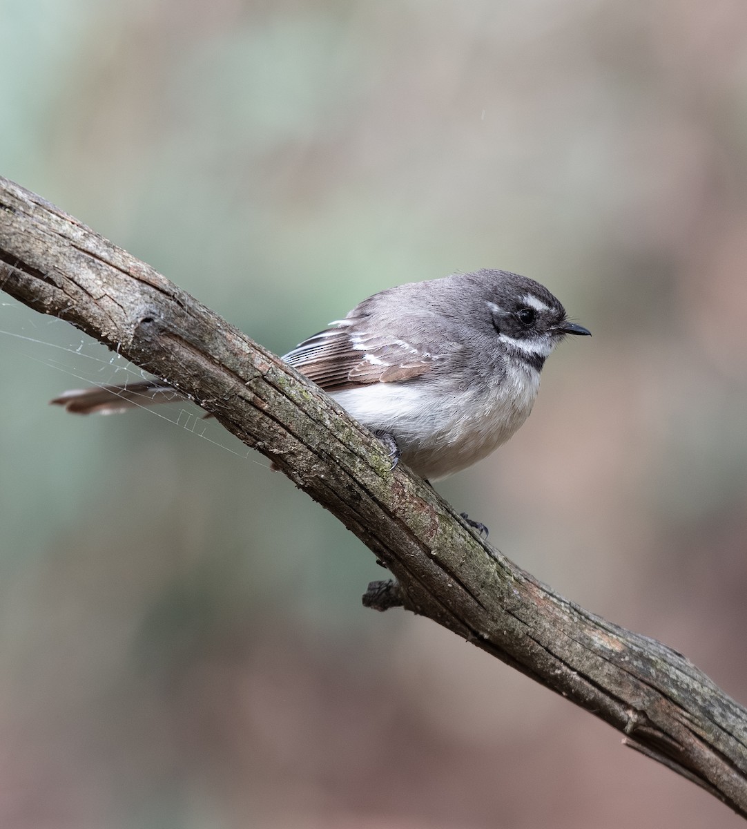 Gray Fantail - ML642701986