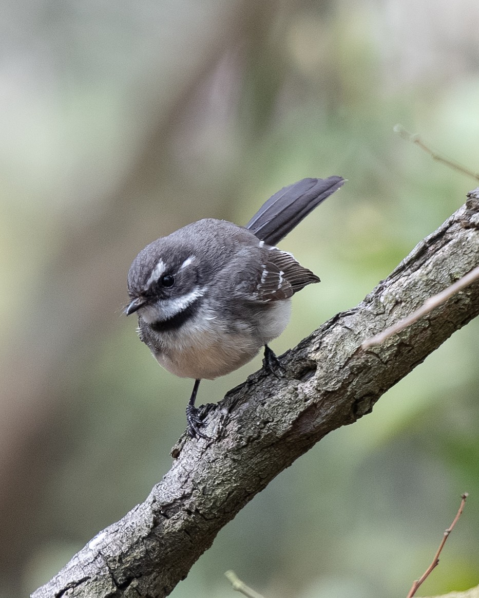 Gray Fantail - ML642701987