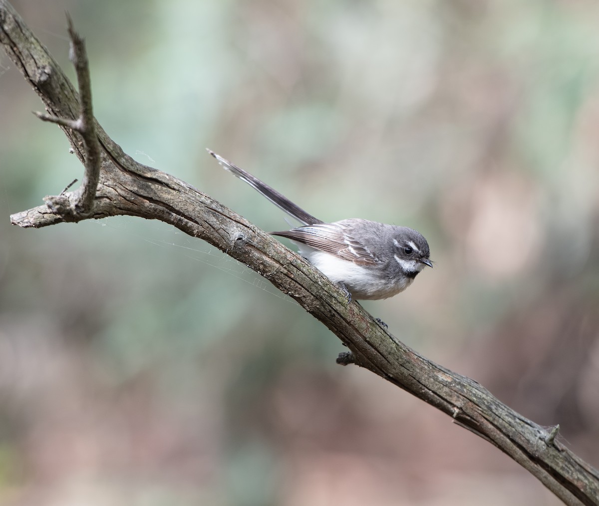 Gray Fantail - ML642701988