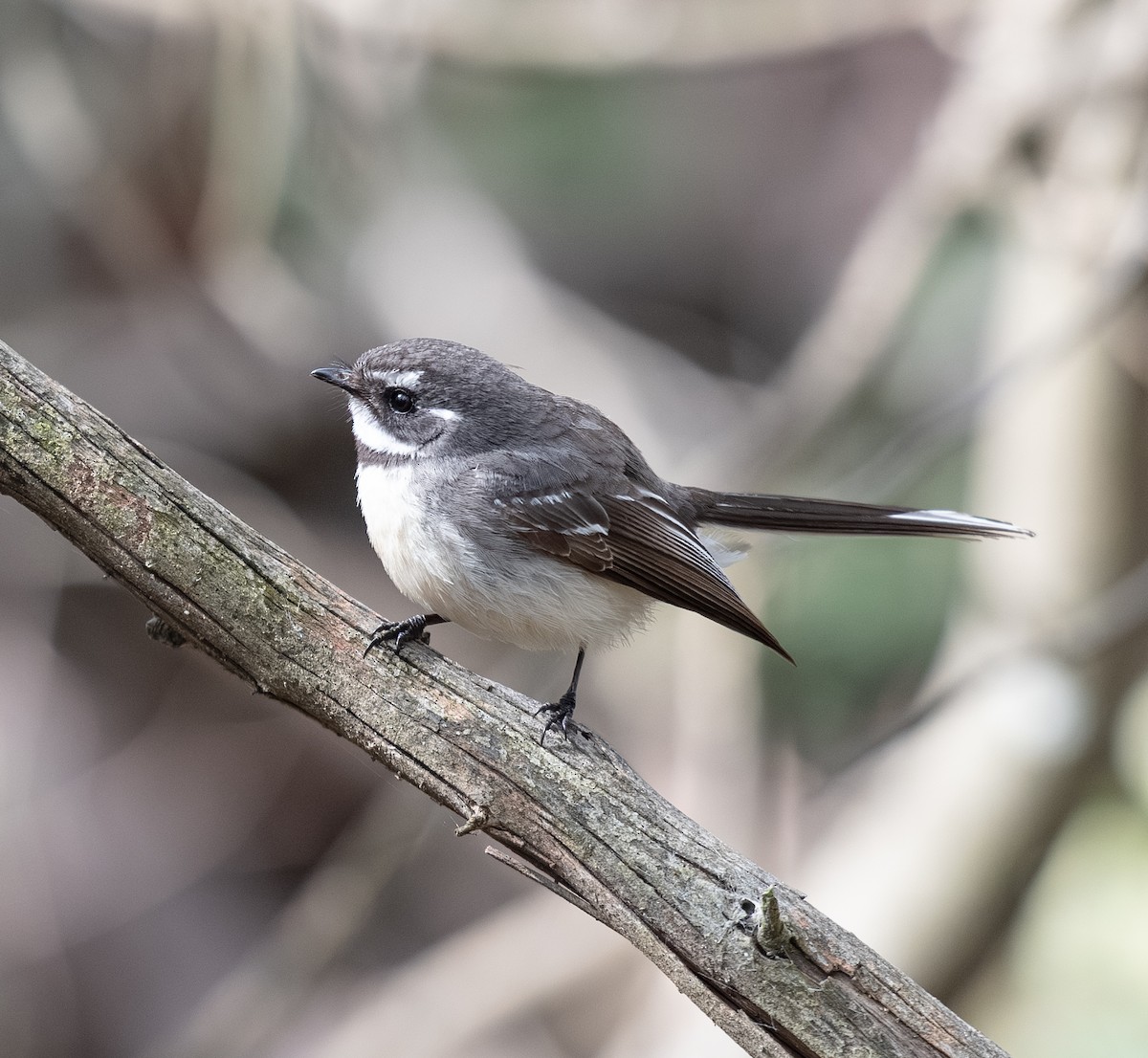Gray Fantail - ML642701989
