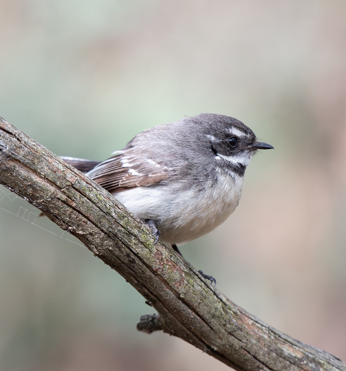 Gray Fantail - ML642701990