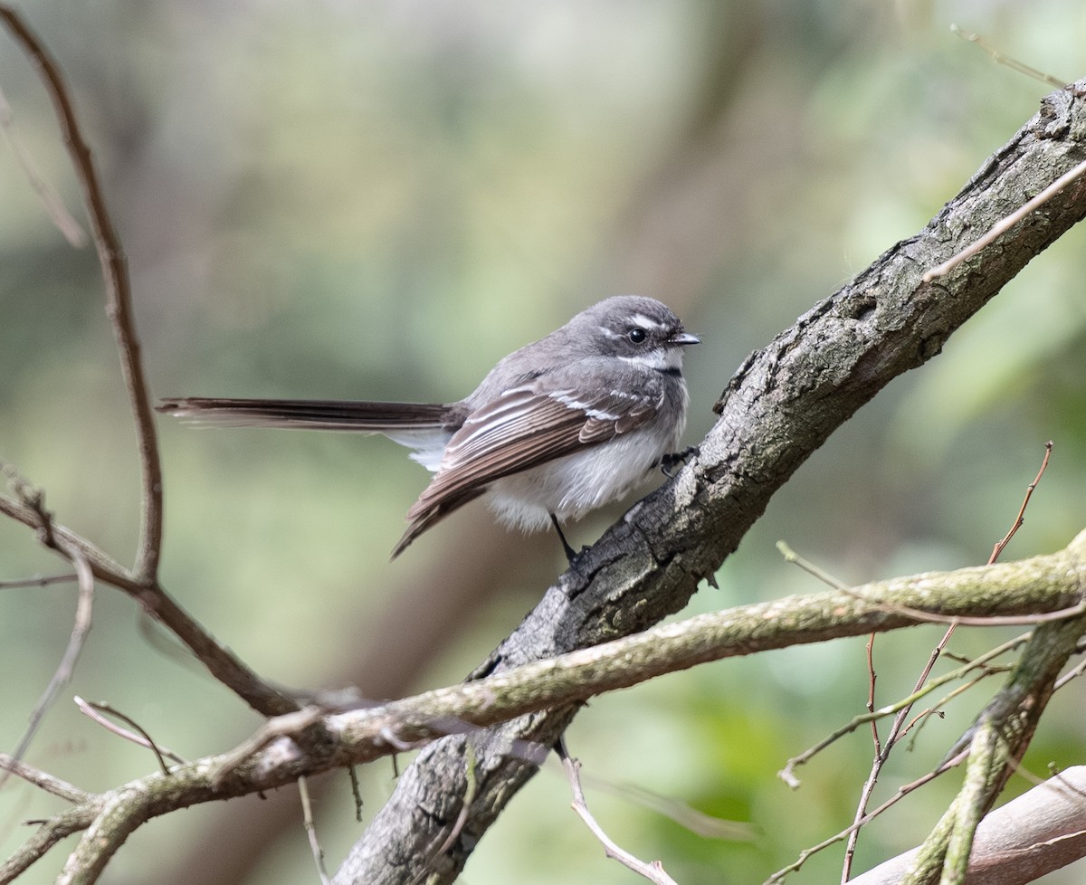 Gray Fantail - ML642701991