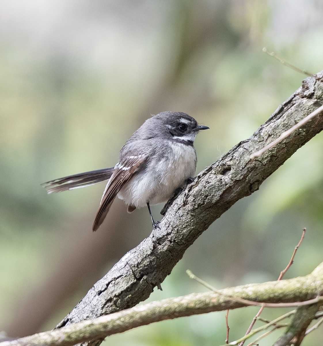 Gray Fantail - ML642701992