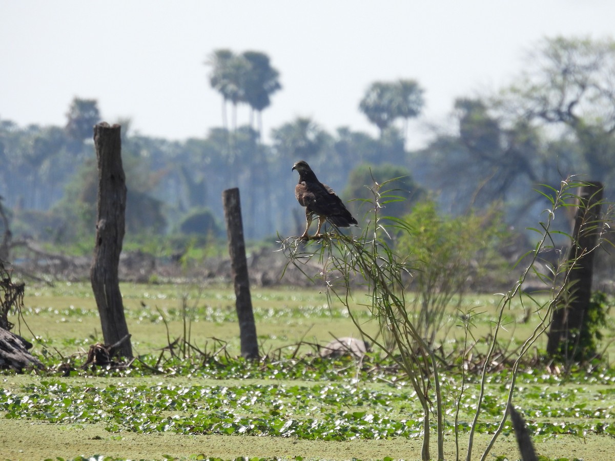 Snail Kite - ML642701993
