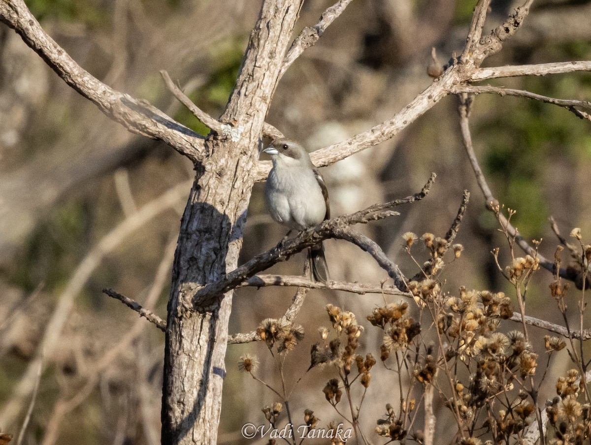 White-banded Tanager - ML642701998