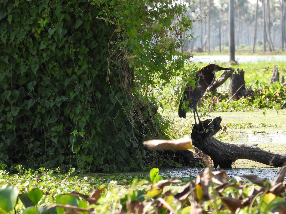 Rufescent Tiger-Heron - ML642702001