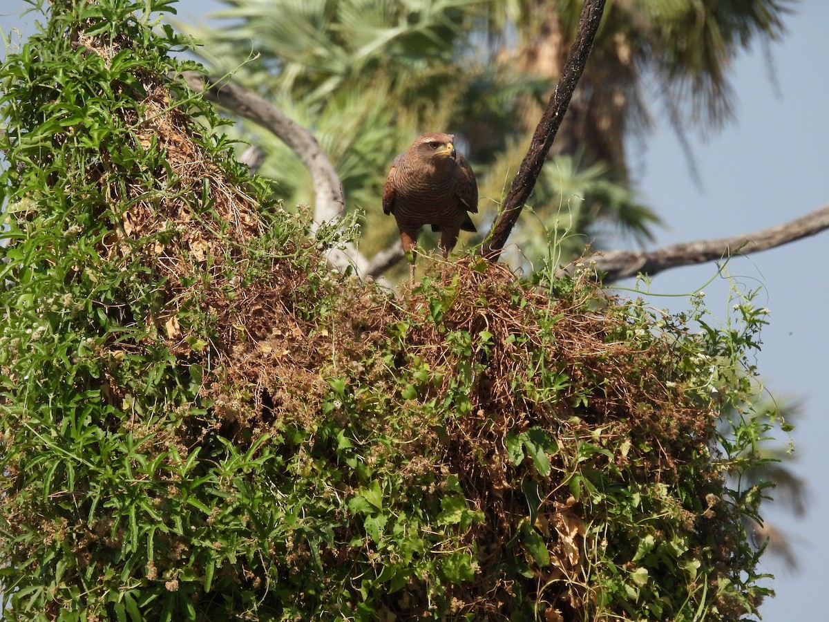 Savanna Hawk - ML642702002