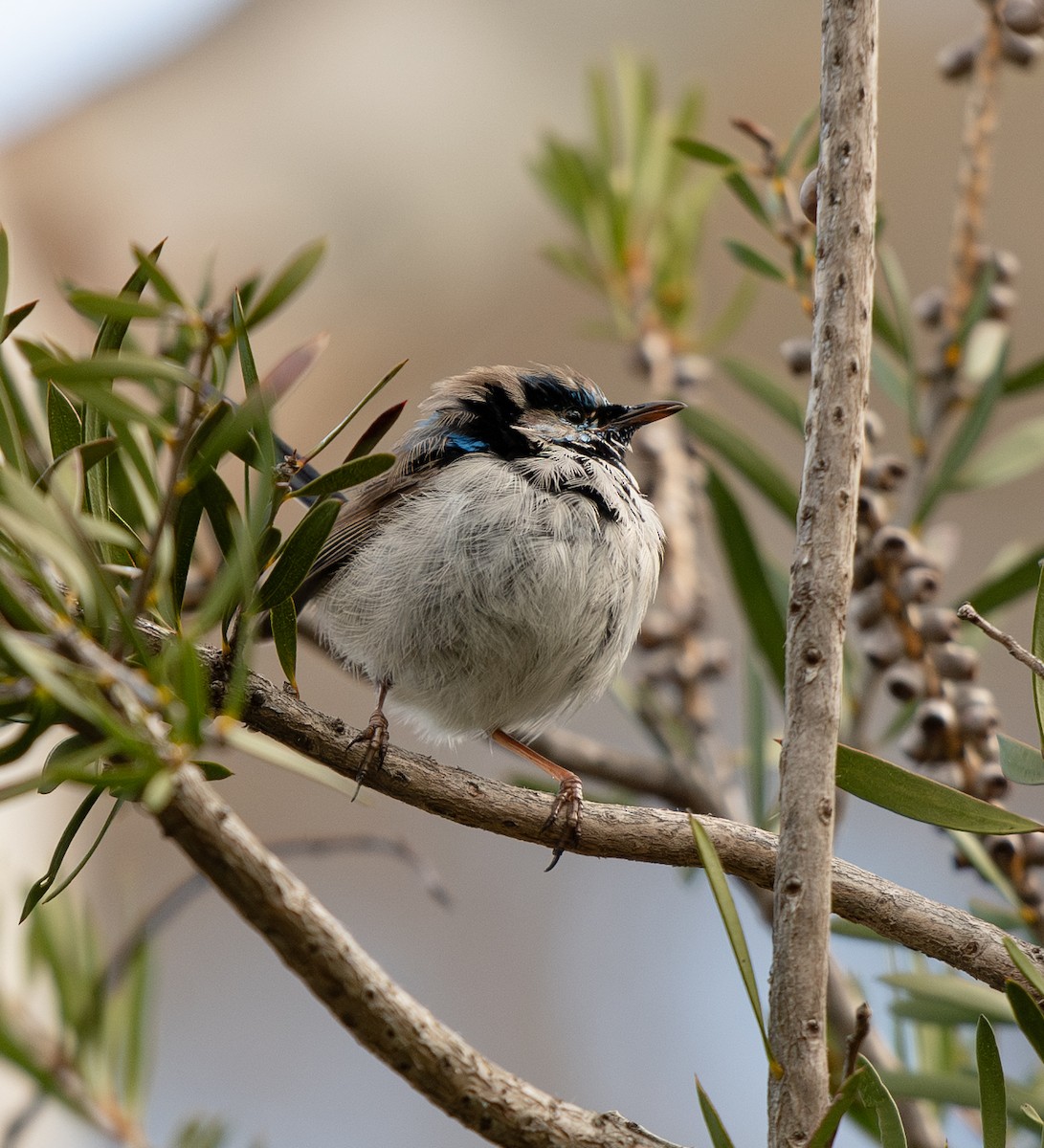 Superb Fairywren - ML642702003