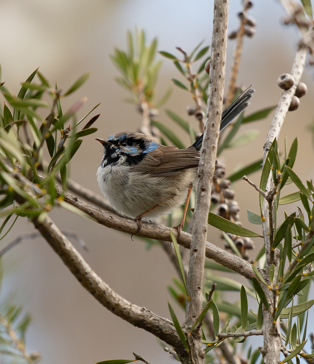 Superb Fairywren - ML642702004