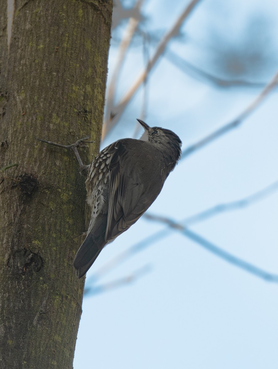 White-throated Treecreeper - ML642702006