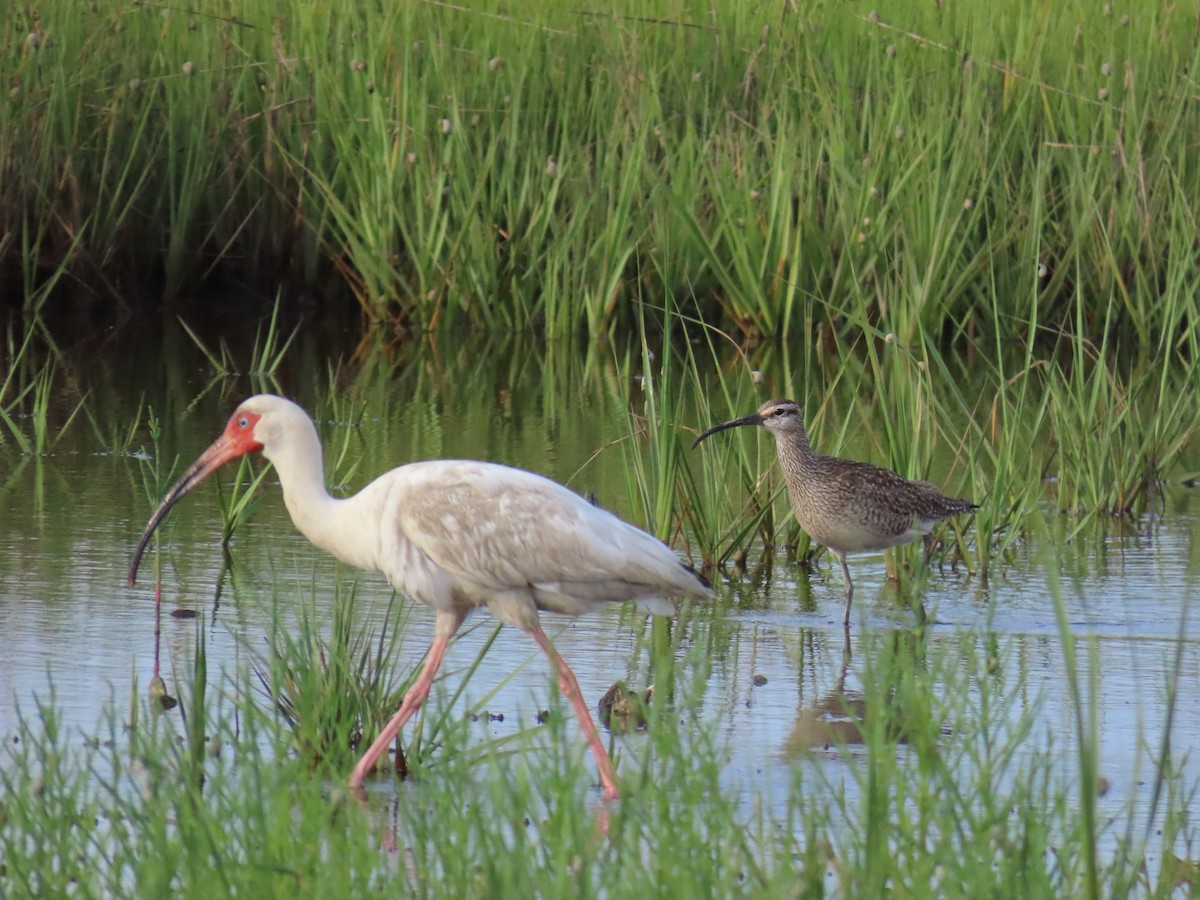 Hudsonian Whimbrel - Dylan Fishbein