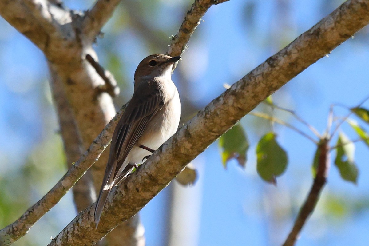 Pale Flycatcher - ML642702010